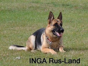 INGA Rus-Land 